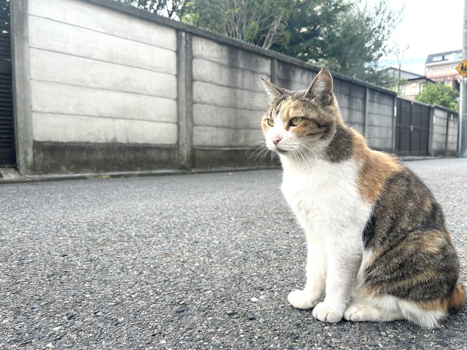 横浜で猫の火葬を行う方法